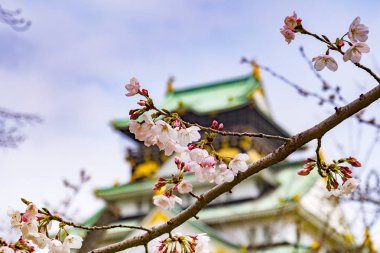Kiraz Çiçeği, Osaka Kalesi