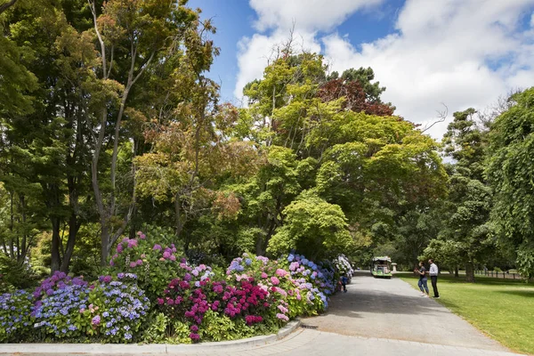 Hydrangeas in Christchurch Botanic Gardens, New Zealand — Stock Photo, Image