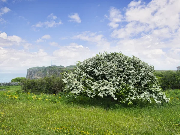 Hawthorn em flor cheia — Fotografia de Stock