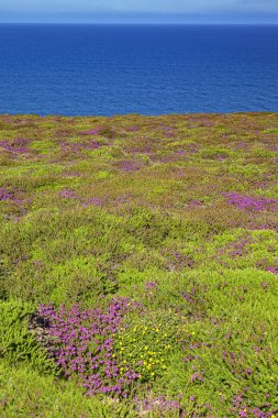 Mor Heather Üzerinde Cornish Cliffs İngiltere