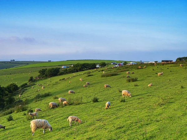 Ovelhas em uma colina Devon Reino Unido — Fotografia de Stock