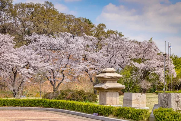 Cherry Blossom, Национальный музей Кёнджу, Южная Корея Стоковая Картинка