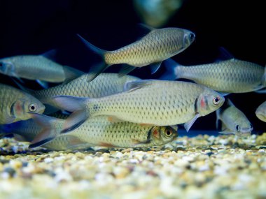 Akvaryum balık kırmızı yanaklı barb, Javaen barb (Puntius orphoides)