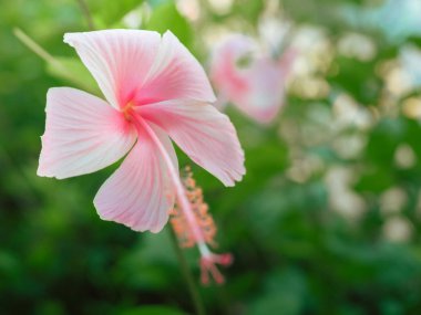 tropikal Bahçe güzel pembe hibiscus çiçek
