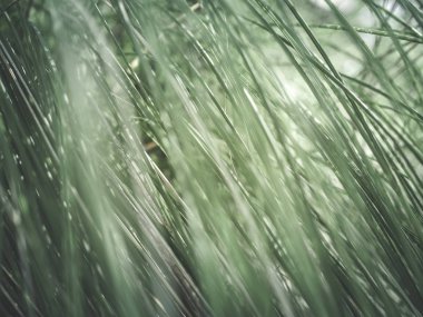 Doğal arka planını yeşil uzun otların Vintage filtre