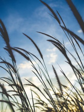 Gökyüzü arka plan, dikey görünüm üzerinde gün batımında bulanık çimen çiçek