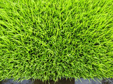 Pirinç lahanası, üstten görünüm yeşil rengi oluşturan kapatın