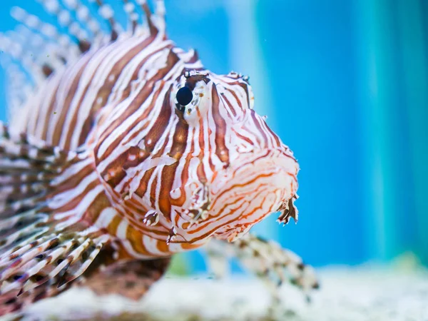 Close Pesce Leone Diavolo Lucciola Nuotare Uno Sfondo Blu — Foto Stock