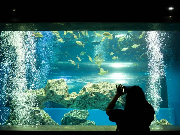 Donna Che Scatta Una Foto Pesci Acquario — Foto Stock