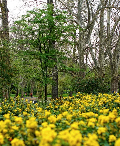 城市公园里的树和花 — 图库照片