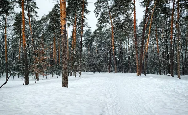 Een Winters Aanblik Een Besneeuwde Bomen — Stockfoto