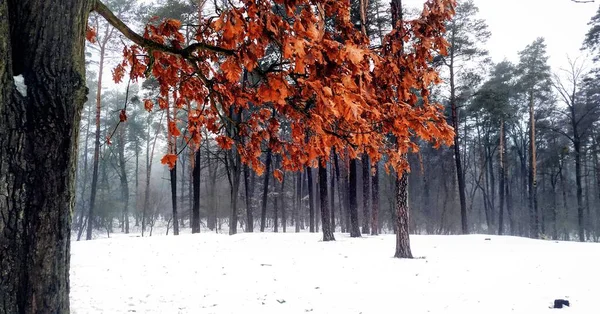 Vinter Snöiga Träd Trä — Stockfoto