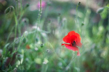 Poppies, SAP, tomurcukları ve yakın çiçek, çimen yeşil