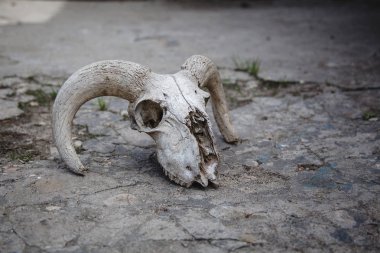 Kırık bir taş arka plan üzerinde Koyun Kafatası