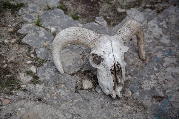 Kırık bir taş arka plan üzerinde Koyun Kafatası