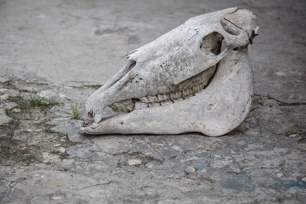 ひび割れた石の地面に馬の頭蓋骨. — ストック写真