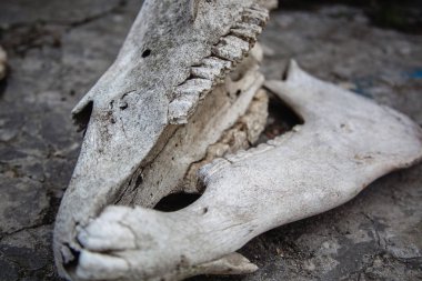 çat bir taş zemin üzerinde at kafatası üzerinde dişleri ile çeneleri.