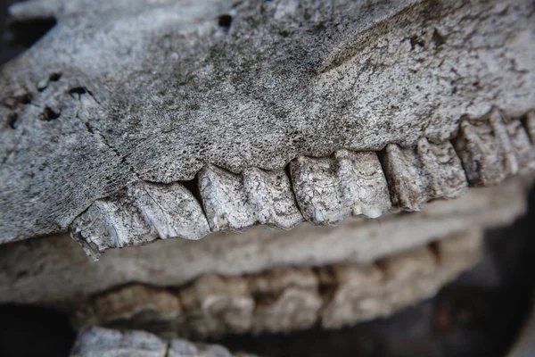 Mâchoires avec dents sur le crâne du cheval sur un sol de pierre fissurée . — Photo