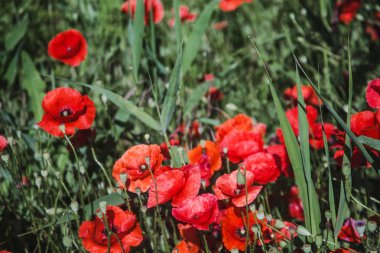 Gün batımında haşhaş tarlası