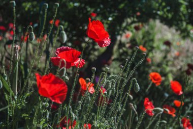 Gün batımında haşhaş tarlası