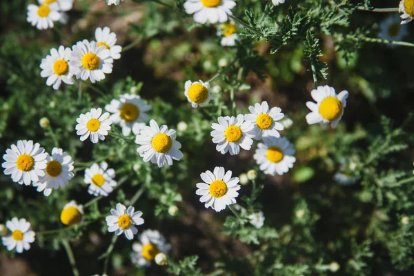 Kamillenfeld im Sommer — Stockfoto