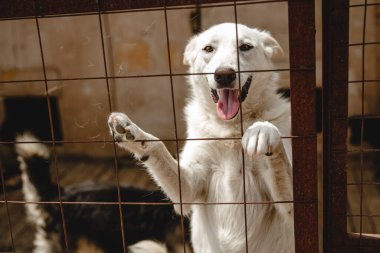 Bilinmeyen bir ırkın köpeği bir barınağın arkasında.