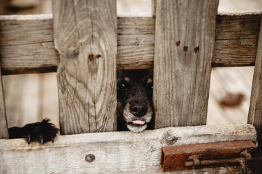 Barınağın arkasında siyah bir köpeğin namlusu var.