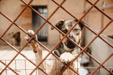 Bilinmeyen bir ırkın köpeği bir barınağın arkasında.