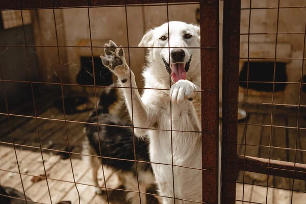 Bilinmeyen bir ırkın köpeği bir barınağın arkasında.