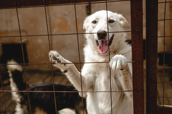 Bilinmeyen bir ırkın köpeği bir barınağın arkasında.