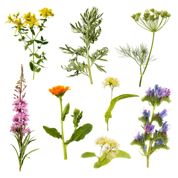 Set of herbs isolated on white background. Plants are used in medecine, with their help treat various diseases both in humans and animals, also added to tea — Stock Image Set Herbs Isolated White Background Plants Used Medecine Help Treat Stock Picture