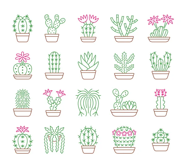 Különböző Típusú Kaktusz Sivatagi Növények Terrariums Rock Kertek Halmaza Otthon — Stock Vector
