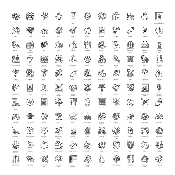 Vector line icons with vegetables, garden tools, trees, shrubs and house plants. Garden centre elements. Different styles of indoor and outdoor plants. Roses, seeds, berries, grasses, herbs, lawn, rockery, conifer, fruit trees. — Stock Illustration Vector Line Icons Vegetables Garden Tools Trees Shrubs House Plants Stock Illustration