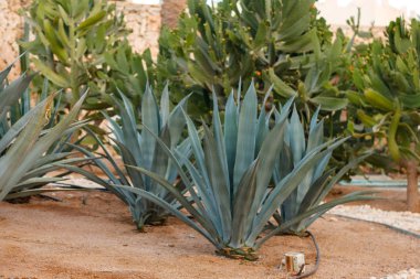 Agave tequilana, yaygın olarak adlandırılan mavi agav (agav azul) veya tekila agav Mısır büyüyen