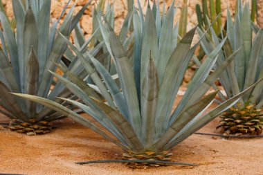 Agave tekilana, yaygın olarak mavi agave (agave azul) veya tekila agave olarak adlandırılır.