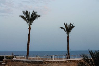 Mısır'daki palmiye ağacı