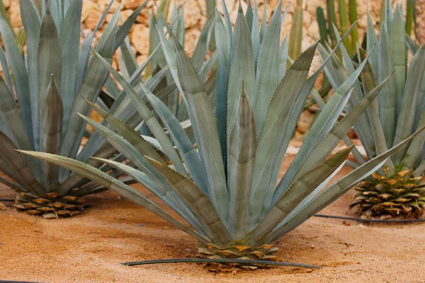 Agave Tequilana Powszechnie Nazywana Niebieską Agawą Agawa Azul Lub Tequilą — Zdjęcie stockowe