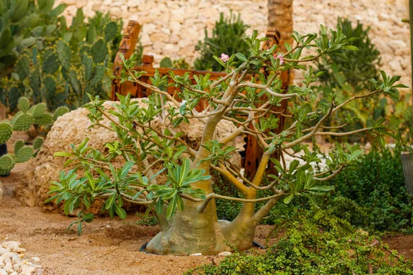 Adenium Obesum Sharm Sheikh Mısır Adenium Obesum Güzel Pembe Çiçek — Stok fotoğraf