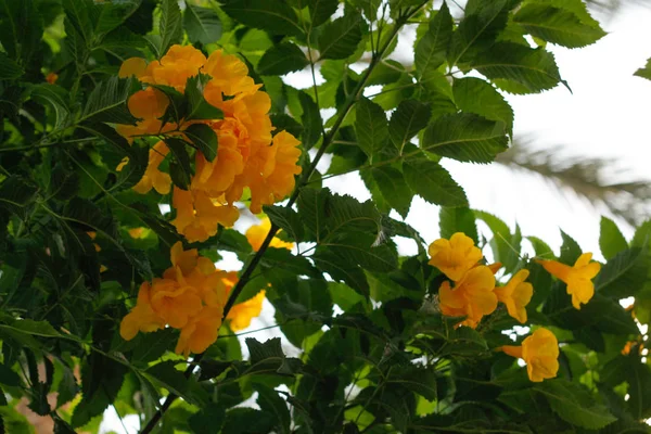 Tecoma Stans Los Nombres Comunes Incluyen Arbusto Trompeta Amarillo Campanas — Foto de Stock