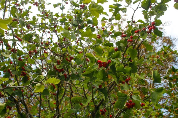 Crataegus Monogyna Known Common Hawthorn Single Seeded Hawthorn — Stock Photo, Image