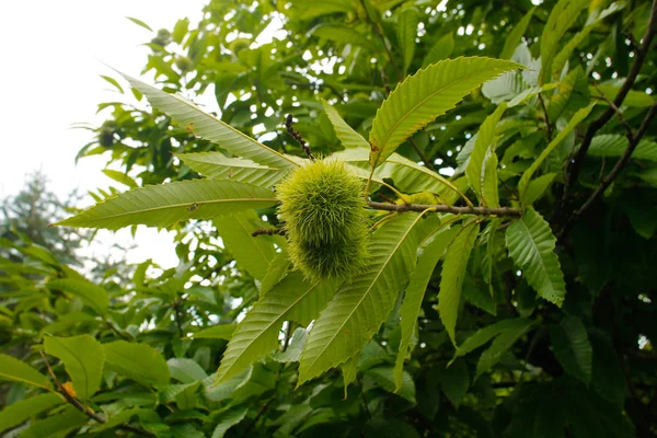 Castanea sativa, or sweet chestnut