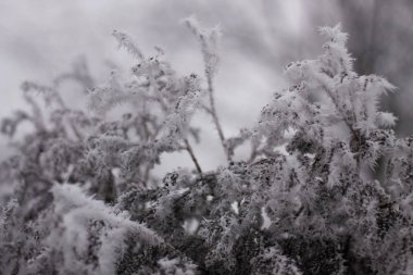 Güzel beyaz dondurulmuş şube 