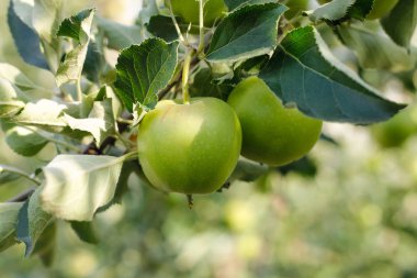 İki yeşil elma dalı