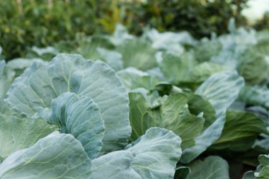 Lahana alanında büyüyor