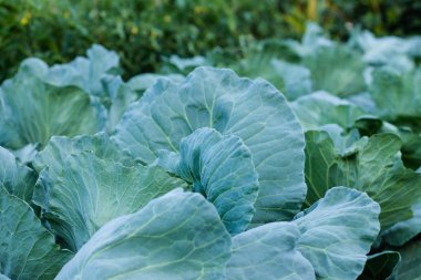 Lahana alanında büyüyor