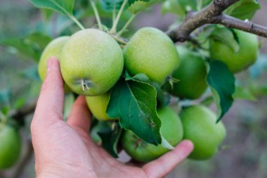 Bahçıvan el Yeşil toplama elma
