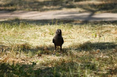 Aynı zamanda Avrasya jackdaw, Avrupa küçük karga bilinen Batı küçük karga (Coloeus monedula),