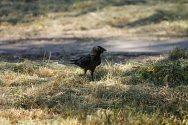 Aynı zamanda Avrasya jackdaw, Avrupa küçük karga bilinen Batı küçük karga (Coloeus monedula),