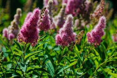 Güzel dekoratif pembe çiçek spike Buddleja veya Buddleia