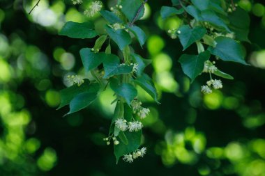 Tilia cordata (küçük yapraklı kireç, zaman zaman littleleaf ıhlamur veya küçük yapraklı ıhlamur)